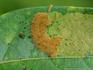 Poritia sumatrae sumatrae
