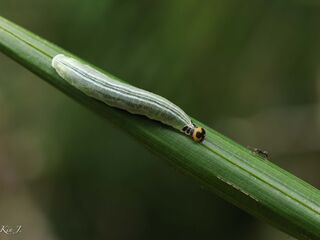 Lotongus calathus balta