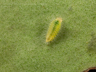 Dodona deodata deodata