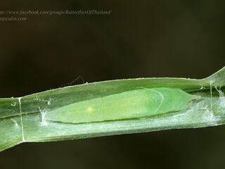 Caltoris cahira austeni