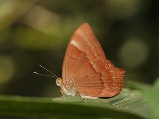 Abisara bifasciata angulata