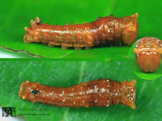 Papilio demolion demolion