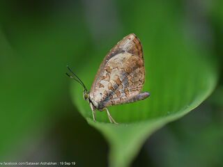 Miletus gallus gallus