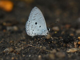 Lycaenidae (วงศ์ผีเสื้อสีน้ำเงิน)