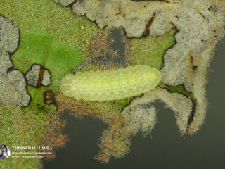 Arhopala birmana birmana