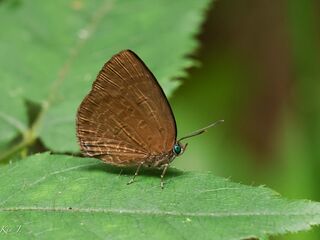 Arhopala antimuta ssp.