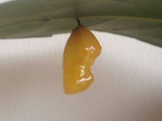 Euploea midamus chloe