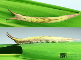 Lethe mekara crijnana