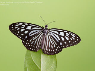Ideopsis similis persimilis