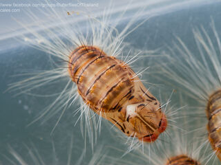 Simiskina phalia potina