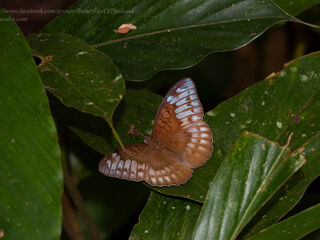 Cynitia cocytina puseda