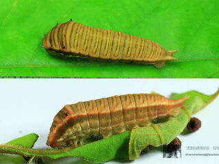 Graphium antiphates nebulosus