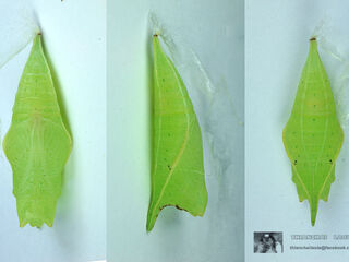 Graphium doson actor