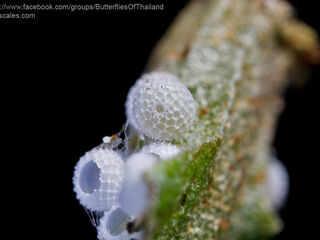 Flos apidanus ahamus