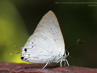 Deudorix hypargyria hypargyria