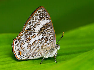 Poritia hewitsoni tavoyana