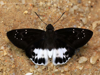 Tagiades menaka menaka