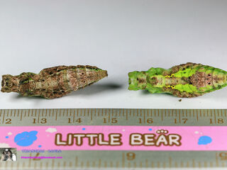 Papilio demolion demolion