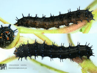 Junonia hierta hierta