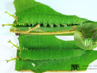 Euripus nyctelius nyctelius