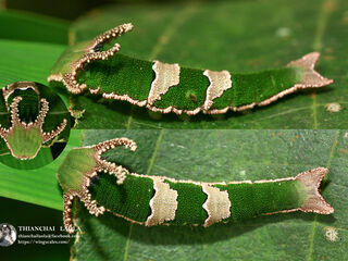 Polyura delphis delphis