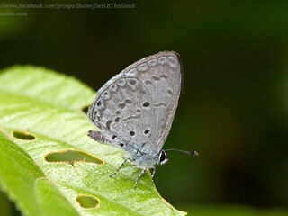 Celastrina lavendularis limbata