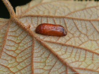 Sinthusa malika amata