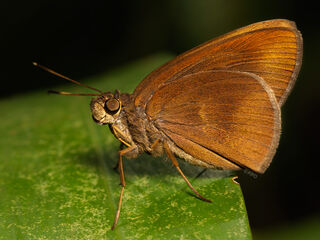 Tamela nigrita maura