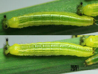 Melanitis zitenius auletes