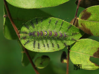 Euthalia evelina annamita