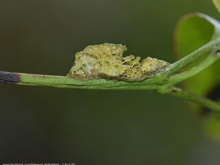 Suasa lisides suessa