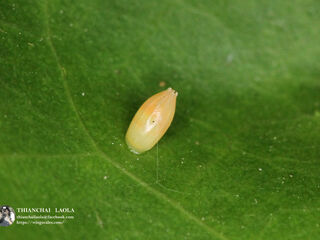 Hebomoia glaucippe glaucippe