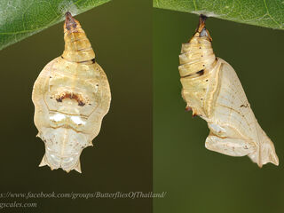 Neptis harita preeyai