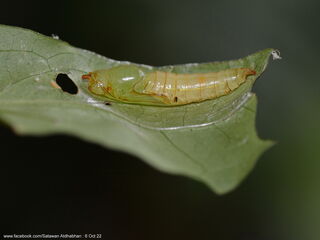 Celaenorrhinus asmara asmara