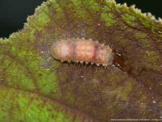 Sinthusa malika amata