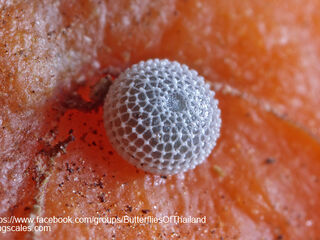 Bindahara phocides phocides