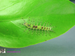 Euthalia lubentina lubentina