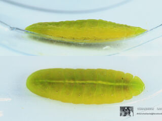 Arhopala agaba agaba