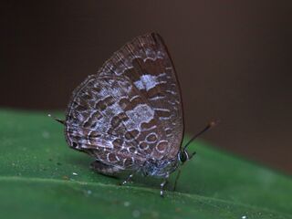 Arhopala birmana birmana