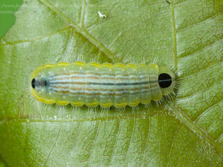 Thaduka multicaudata multicaudata