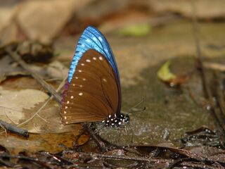 Papilio paradoxa telearchus