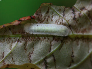 Arhopala perimuta perimuta