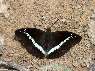 Euthalia teuta goodrichi