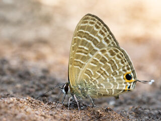 Nacaduba kurava euplea