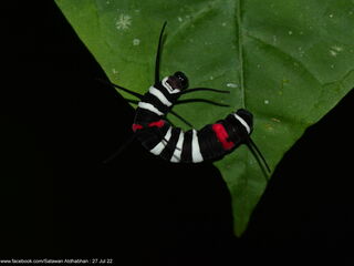 Idea lynceus lynceus