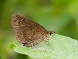 Astictopterus jama olivascens