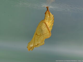 Neptis duryodana nesia