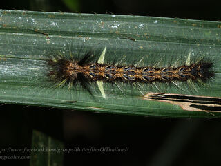 Amathuxidia amythaon annamensis