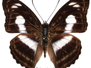 Athyma selenophora aoyamai