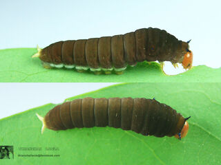 Graphium arycles arycles